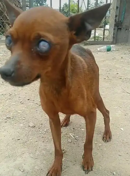 流浪狗狗双目失明想要寻找食物每走一步都很艰难