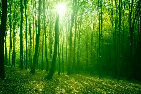 森林 丛林 (森林似的)一丛 一片照片