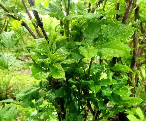 等不了啦! 红升乡40余万斤刺五加眼瞅到季