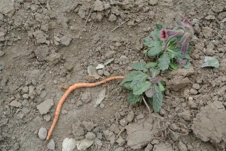 [原创]食用野生地黄幼苗正逢时
