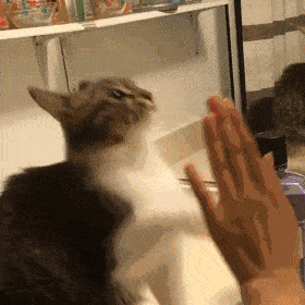 般的待遇▼喵星人的基础技能也还是有的▼连表情都越来越向二哈靠拢了