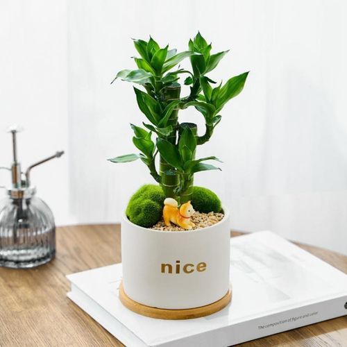 袖珍椰子玄关绿植小绿植室内办公桌发财树植物桌面办公室花卉盆栽