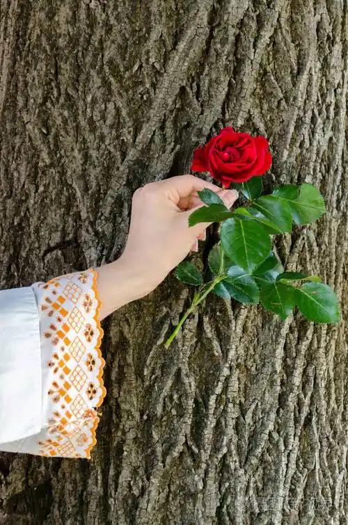 手拿着一朵玫瑰