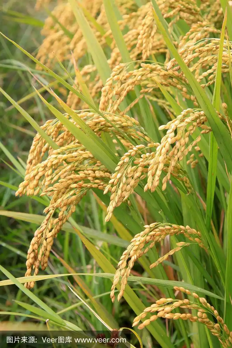 成熟的水稻,特写照片