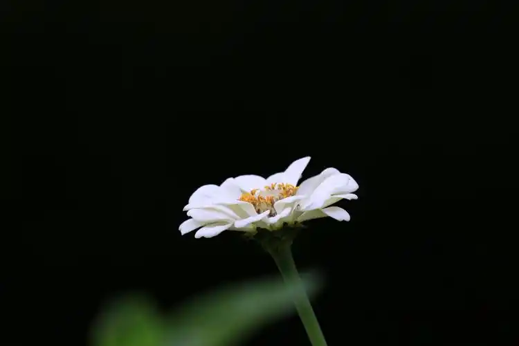 黑色背景下的花卉摄影2020,9,18