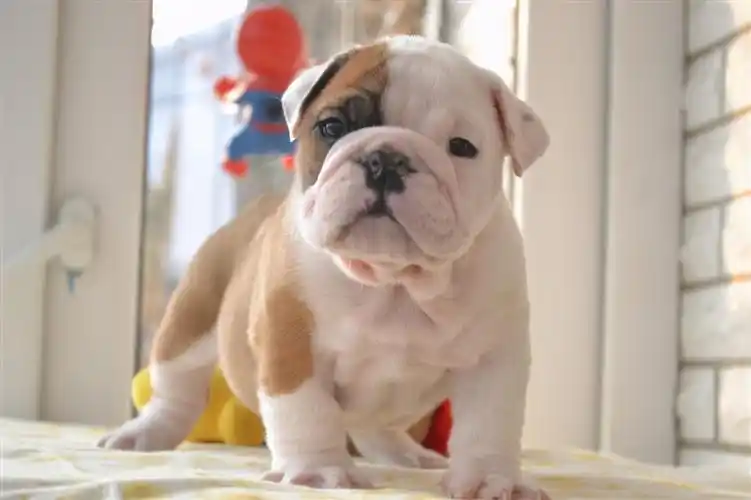 英国斗牛犬禁养是有理由的,劝大家别轻易"掉坑里"