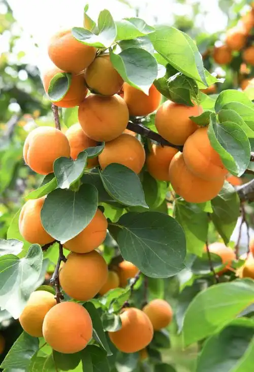 与你相遇十分有杏宝鸡野河山山杏免费采摘啦