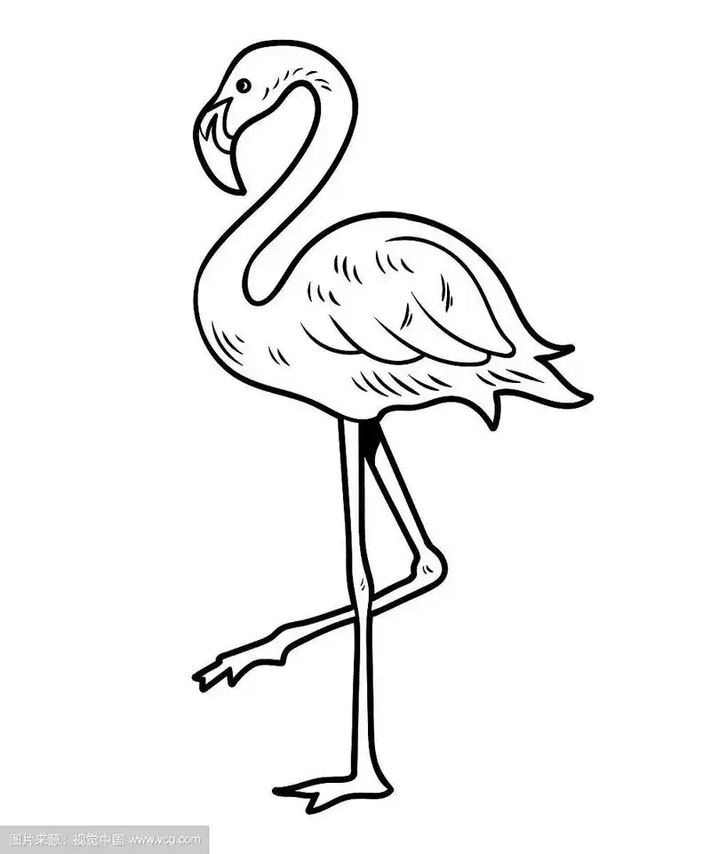 简单的线条素描火烈鸟