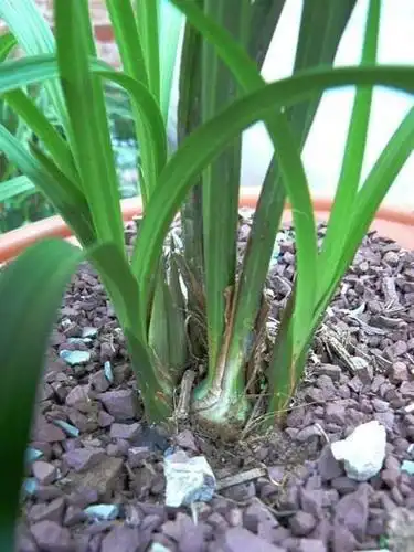 兰花分盆的时候没有叶的老头需不需要去掉?