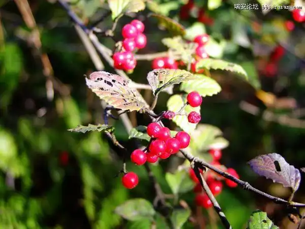 红色的果实.