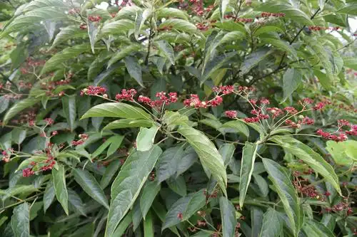 行色--中药普查摄影记 - 美篇