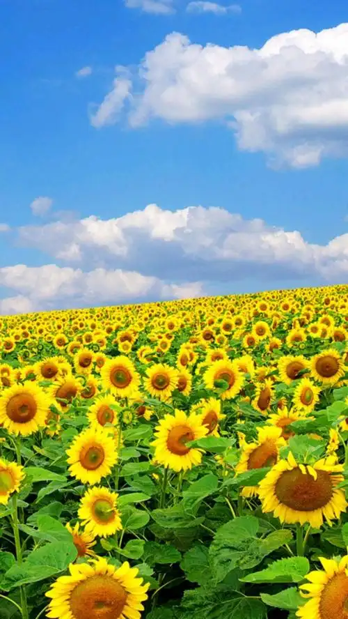 清新唯美的正能量句子,豁达睿智,发朋友圈了