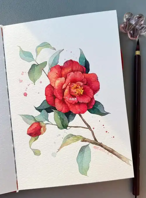 水彩山茶花含步骤线稿