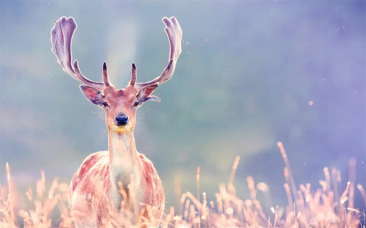 威武雄壮的麋鹿高清唯美逆光桌面壁纸第一辑