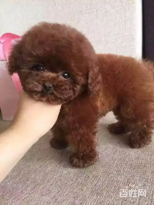 纯种泰迪犬价格,图片,视频