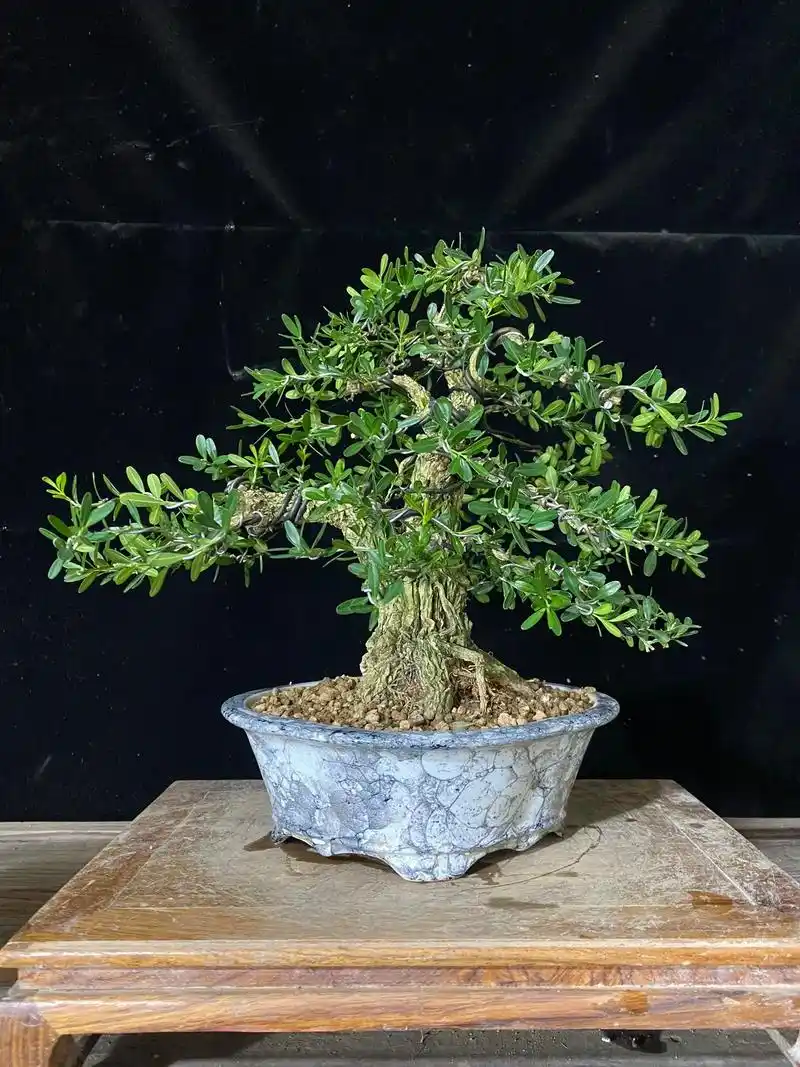 黄杨蘑菇头造型分享,喜欢可进直播间#雀舌黄杨盆景 #一花一草 - 抖音