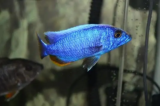 出五间半,花鲷(降价)