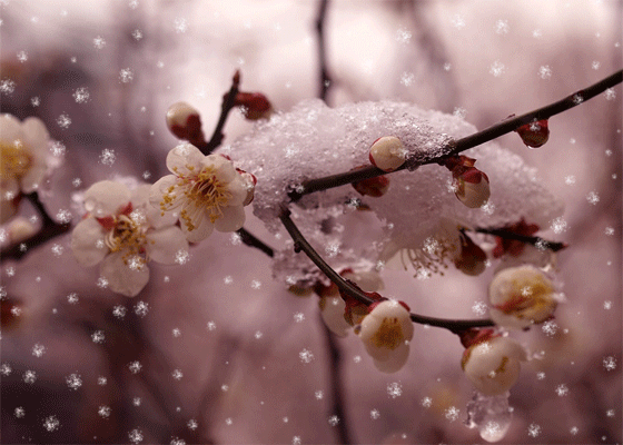 唯美动态雪中梅花,美息了
