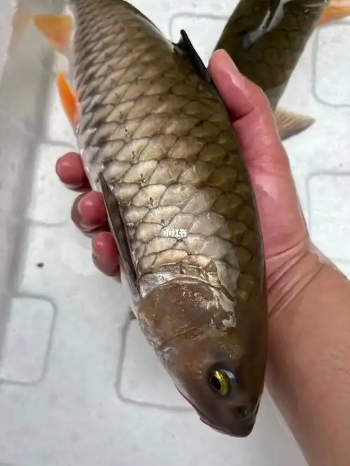 石娟鱼(军鱼)1.5斤至2斤一条,水中精灵0569♂15