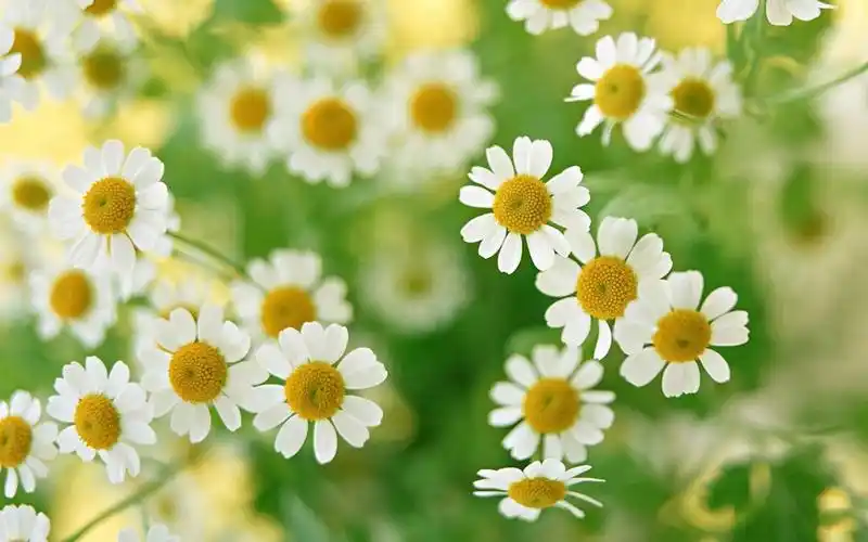 养眼绿色花草电脑桌面壁纸_花卉壁纸_墨鱼部落格