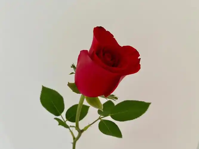 一朵玫瑰的快乐