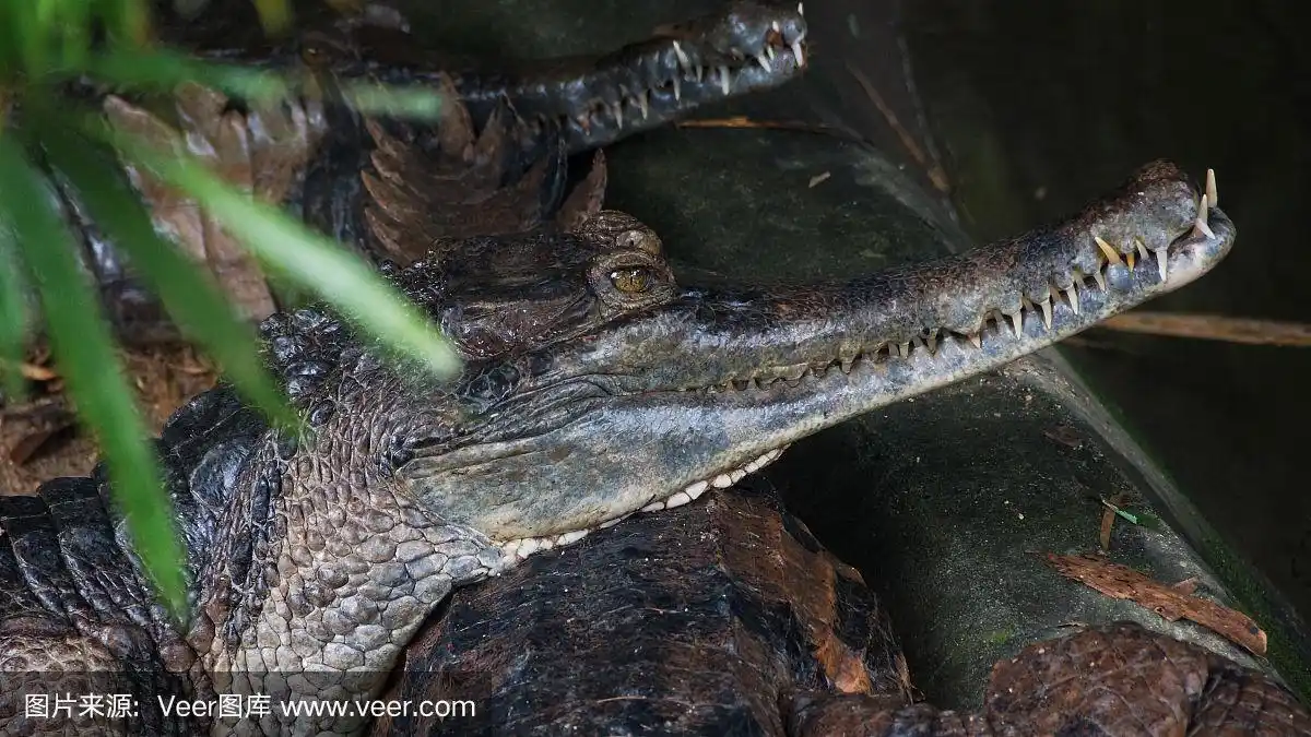 马来西亚国家动物园的假长吻鳄