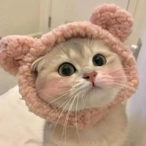 可爱的猫咪做微信头像 微信头像图片大全 -【爱个性】