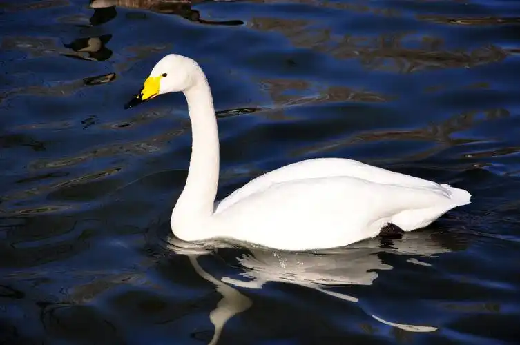 纯洁忠诚高贵的象征大天鹅
