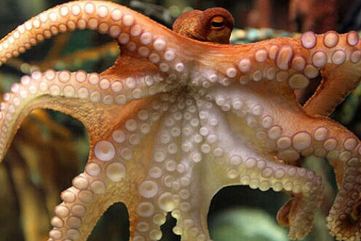 沼泽地里现章鱼,难道又是新物种?