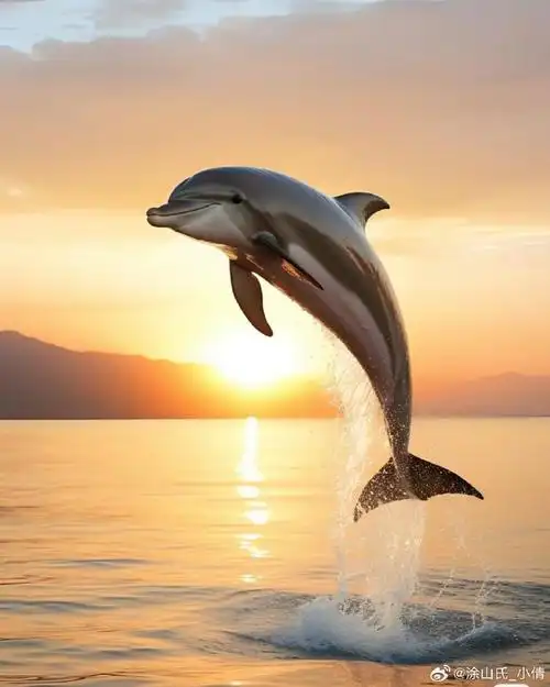 秒赞这只幸运海豚,助阵七月运势! 好运降临