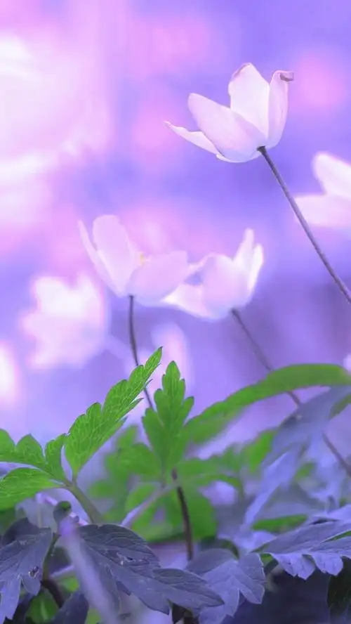 早上的花,叶,背景虚化