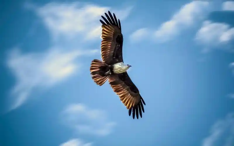 翱翔天空的老鹰,高清图片,动物壁纸-回车桌面