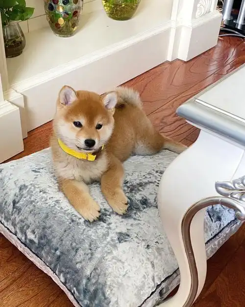 文质彬彬气质小柴犬