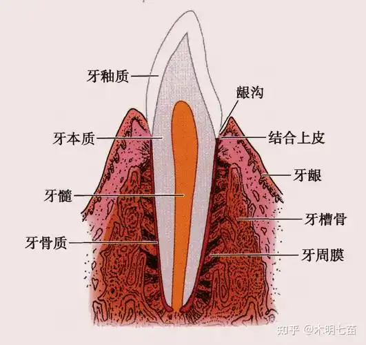 想成为一名职业牙医,需要经历哪些? - 知乎