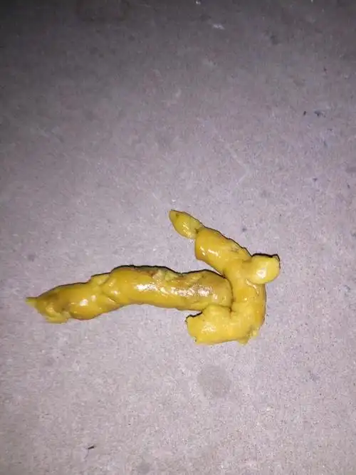 金毛幼犬拉这样的正常吗?50天了