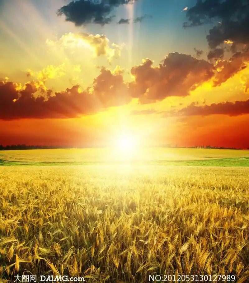 阳光下的金黄色麦田摄影高清图片