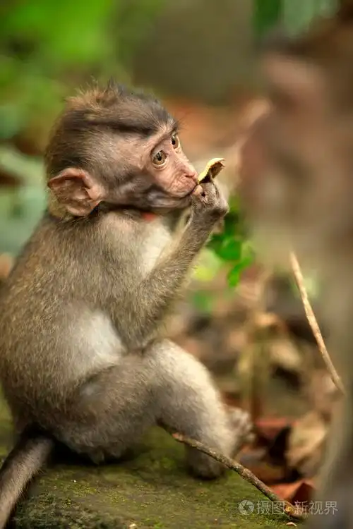 猴子的孩子照片-正版商用图片02x13f-摄图新视界