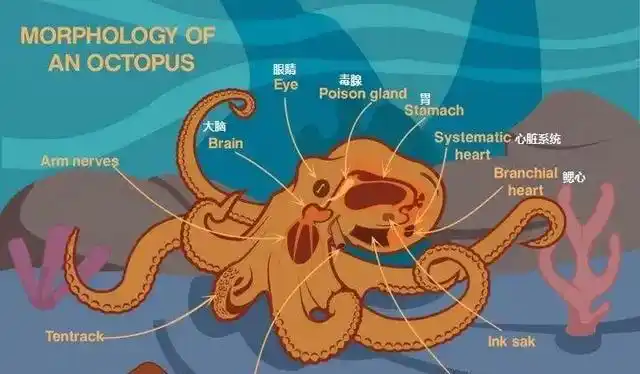 深海章鱼有哪些鲜为人知的特殊之处?最奇葩的是它们的繁殖方式