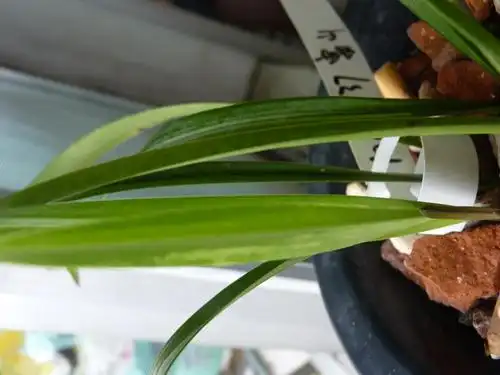 广欣兰园的拉丝草-种养心得-中国兰花交易网社区