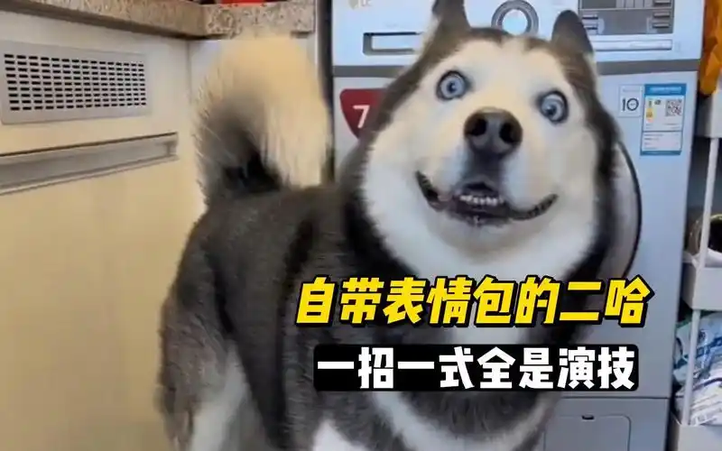 哈士奇太阳,靠"自带表情包"圈粉无数,一招一式全都掺杂着演技