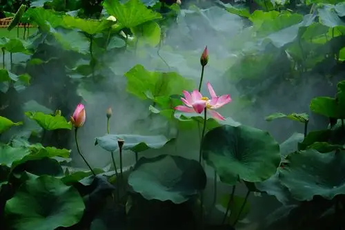 美篇用户 拍摄技巧功夫深 二者结合才能拍如此美妙的意境白鹭倒影倩倩