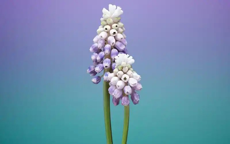 20张全新提取自iphone8与ios11内置自带壁纸