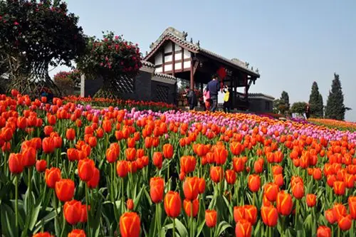 春季赏花成都是心新津县花舞人间景区成人票电子票八大主题花卉节庆