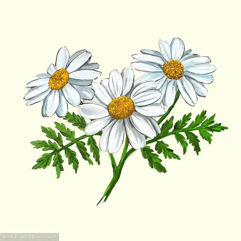 雏菊手绘