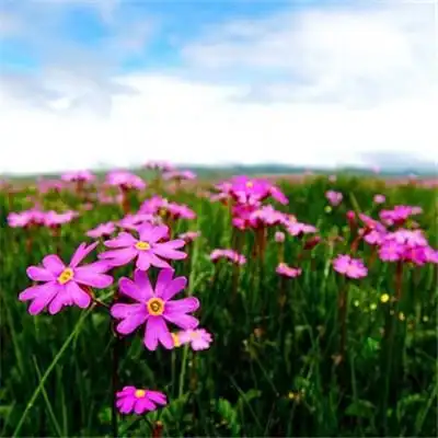 2020微信最吉利的好看头像图片 寓意好运的微信头像大全