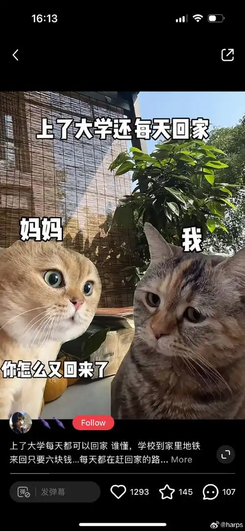 我就是说中文的这些个表情包已经要进化成独立语言了