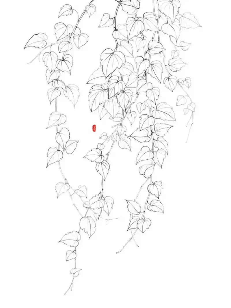 线描 植物插画 古风花卉 爬山虎 秋叶 植物线描