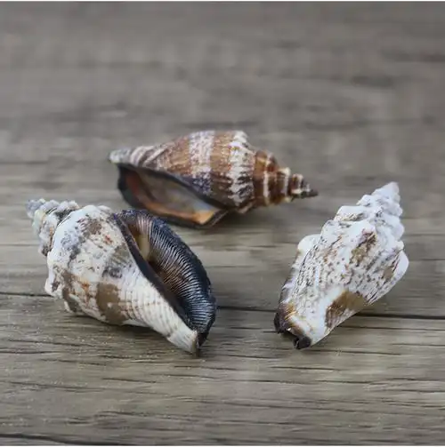 厂家直批天然海螺贝壳黑口螺鱼缸材料工艺装饰品大量批发一斤装