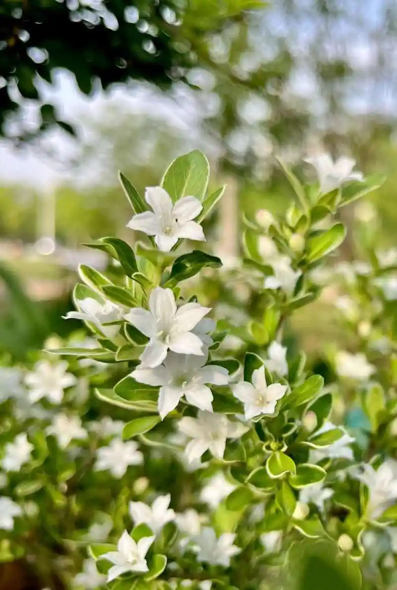美丽的六月雪_高清图集_新浪网