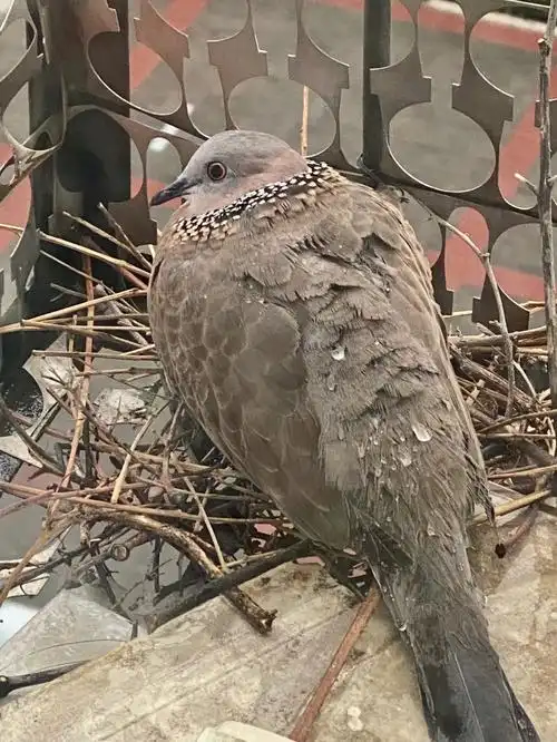 要说哪种野生鸟最亲近人莫过于这珠颈斑鸠